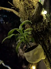Tree Planter
