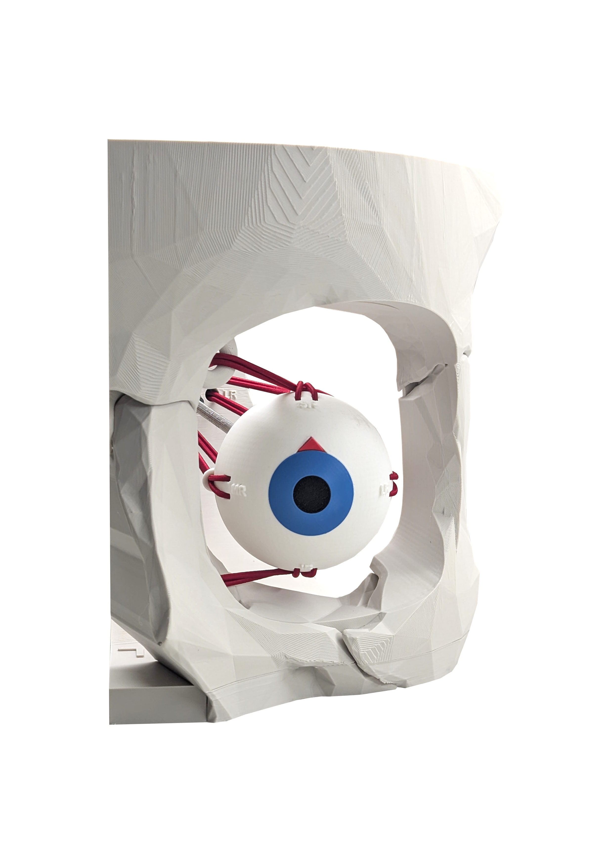 Dynamic Extraocular Muscle Simulator — thumbnail 2