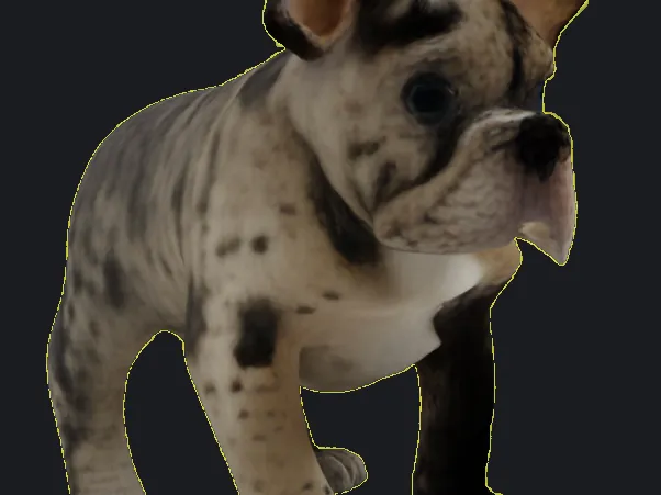 Cute French Bulldog