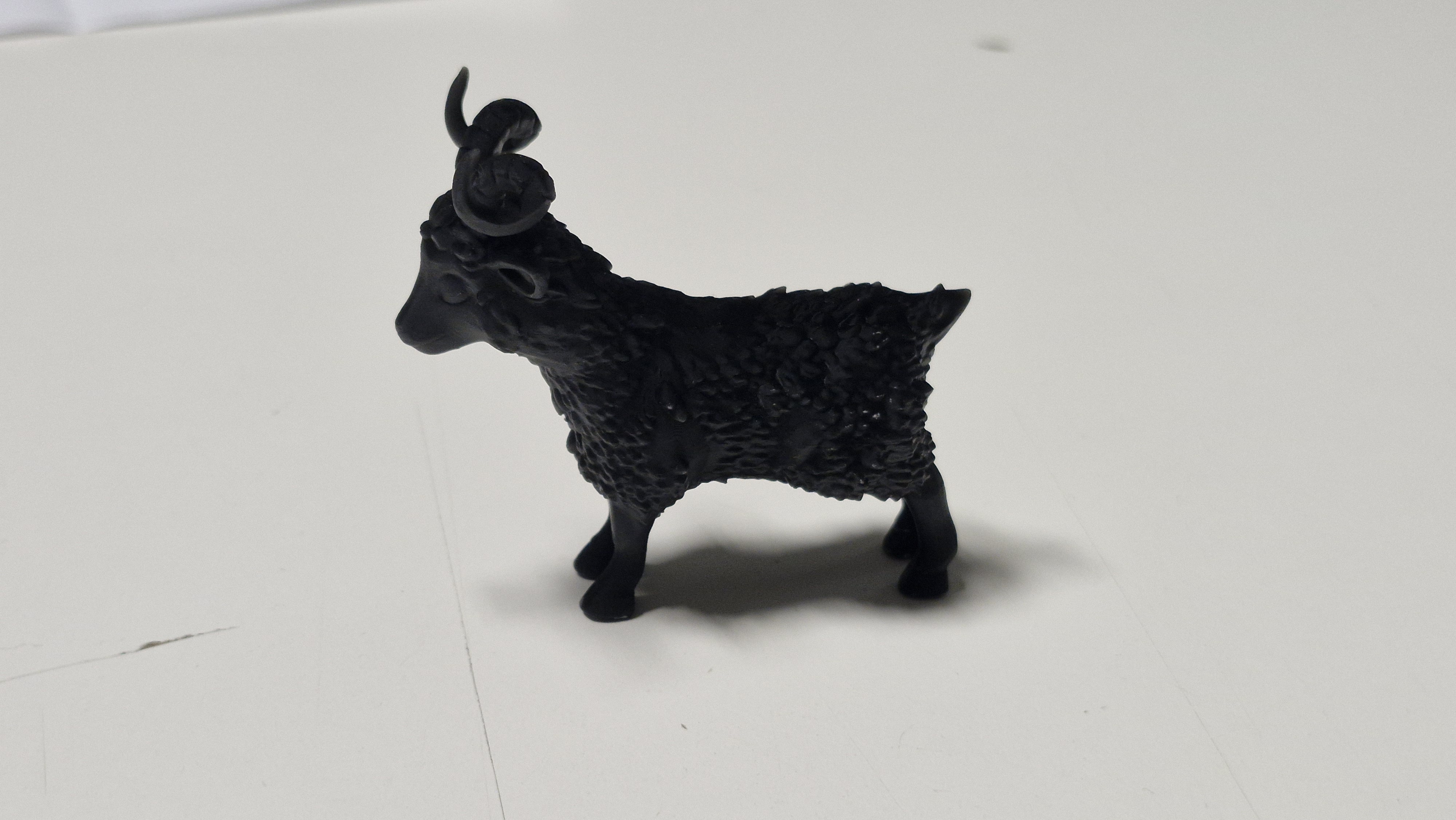 Baby Ziege Goat