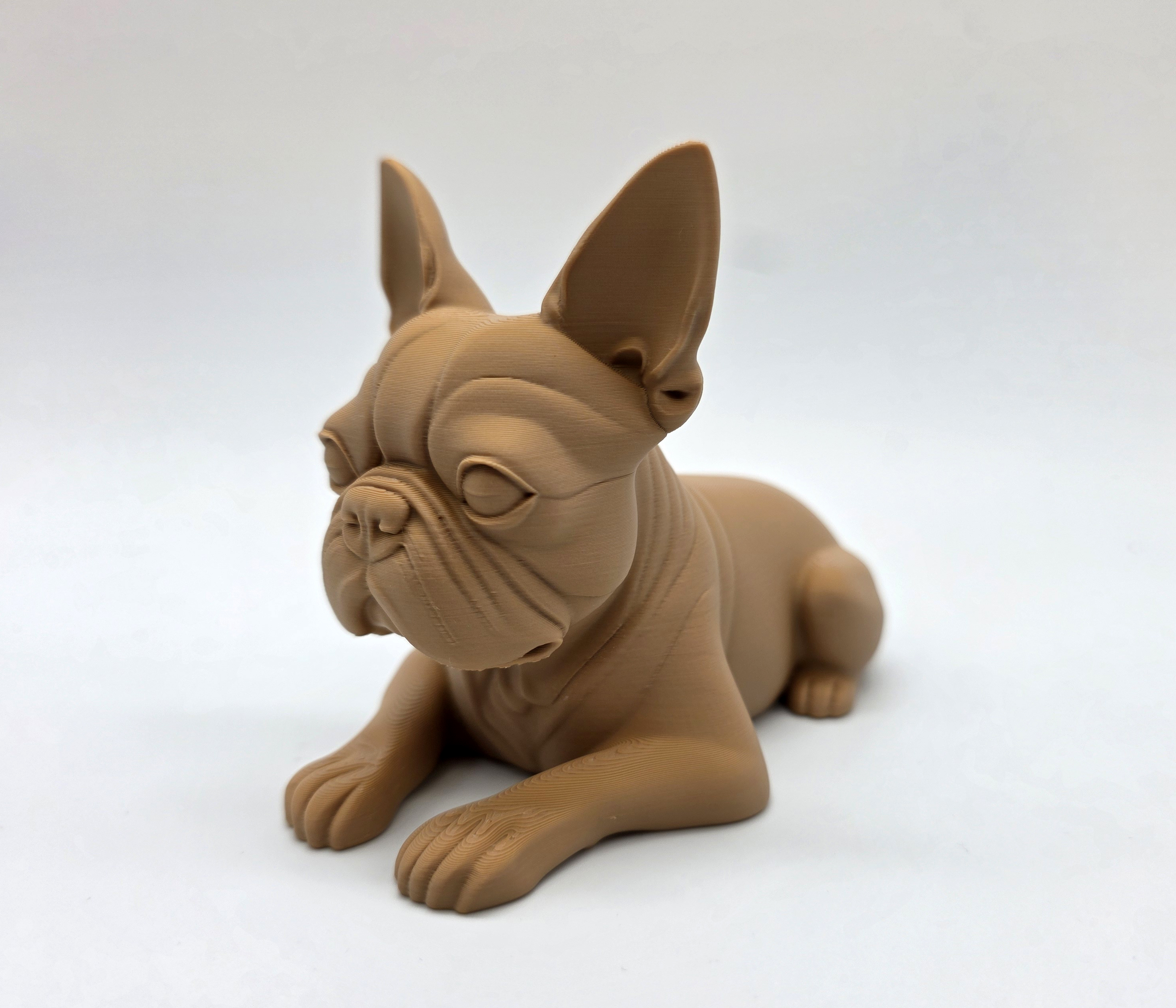 Boston Terrier Laying