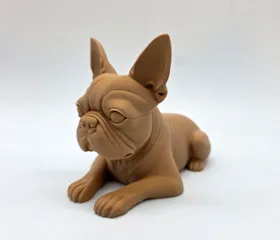 Boston Terrier Laying