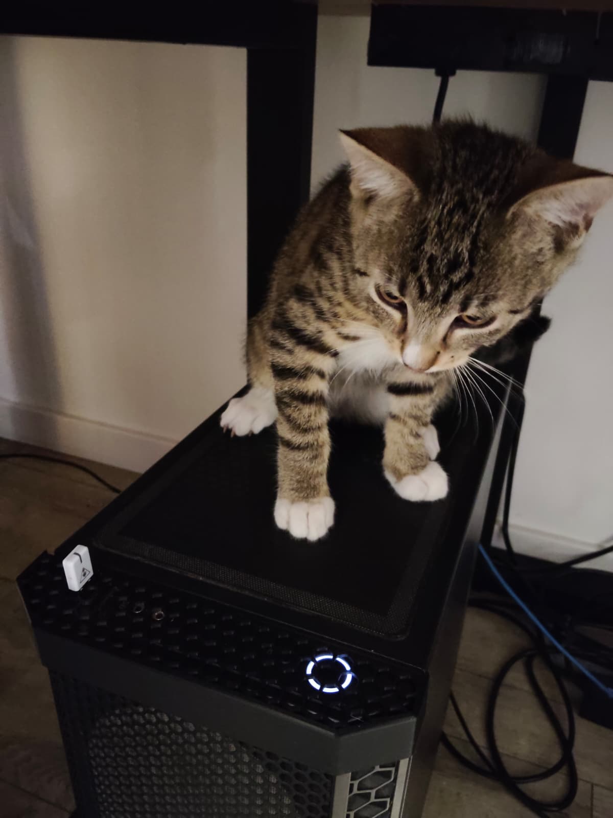 Anti-Cat PC Power Button Guard