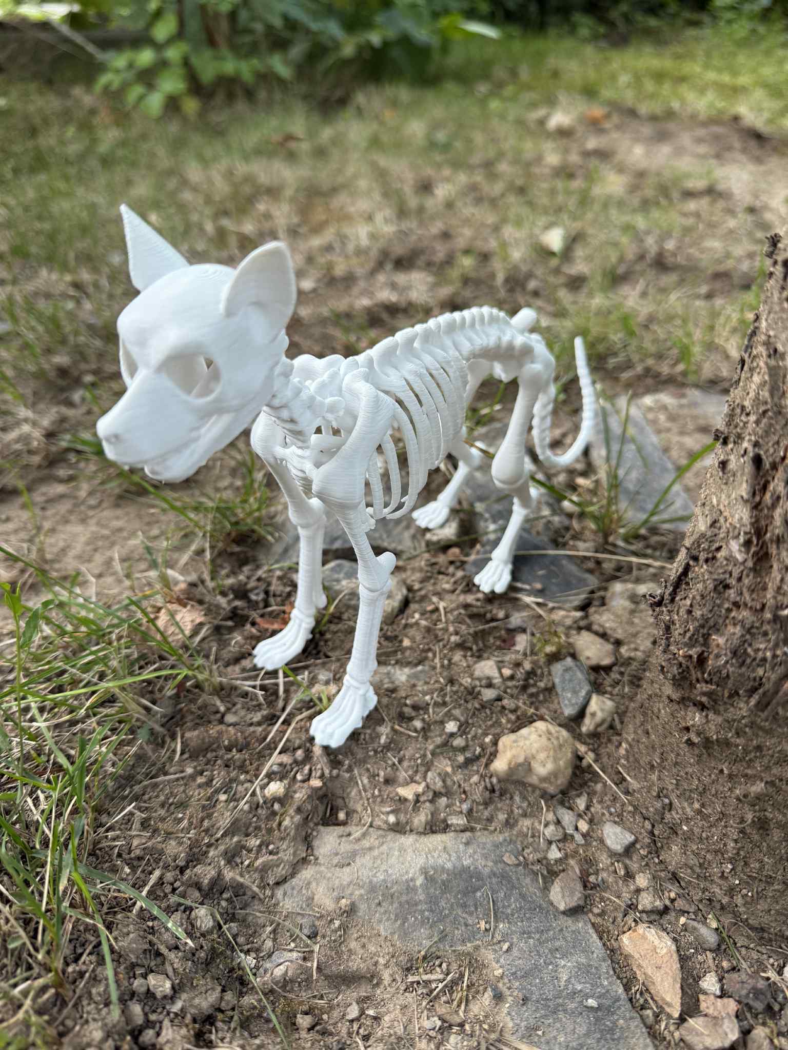 Dog skeleton