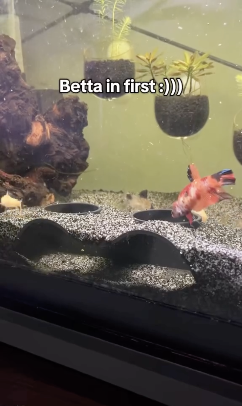 Aquarium Cave Shelter