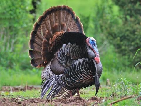 Turkey Bird Statue :) (Meshy AI)