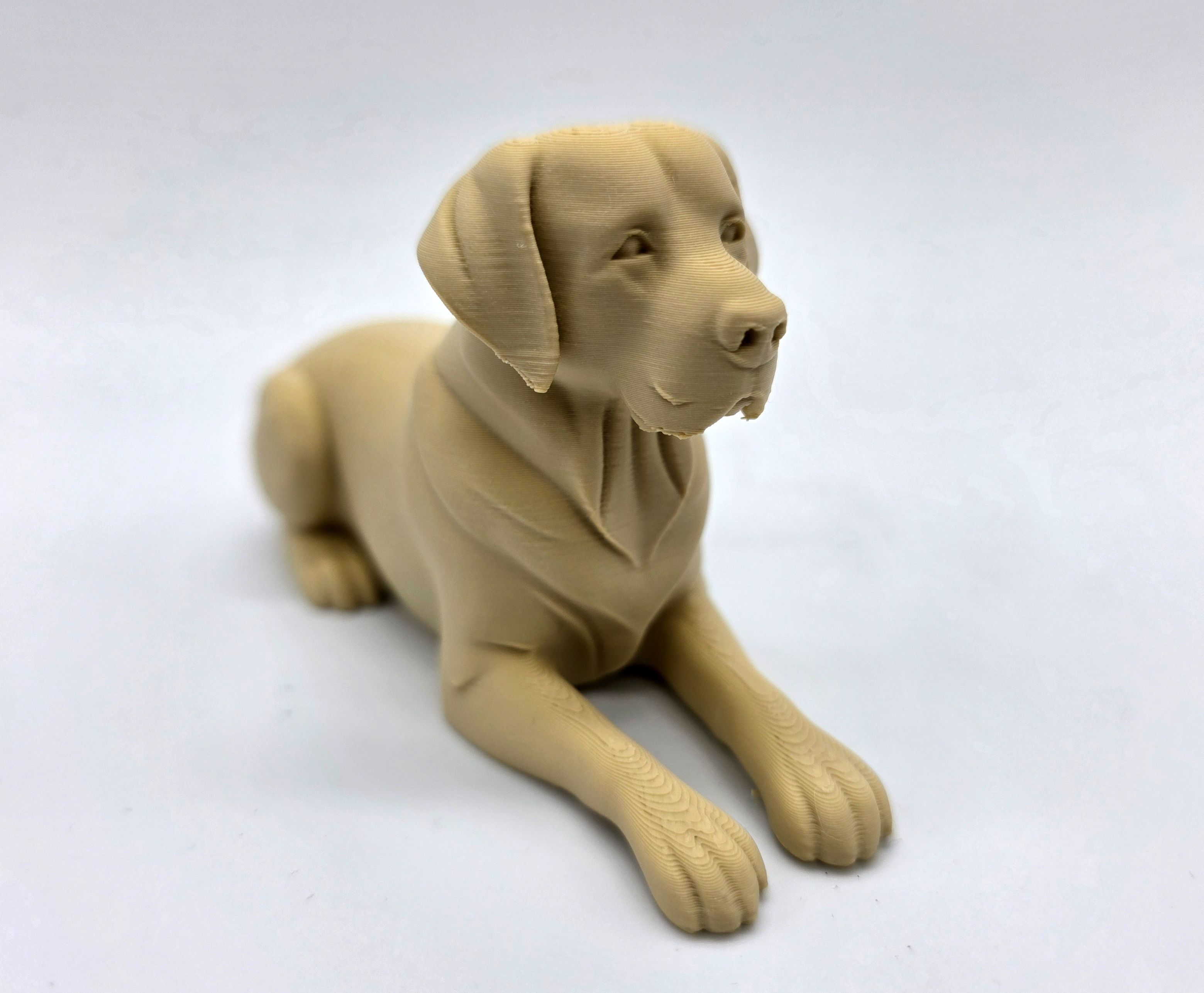 Resting Labrador Retriever