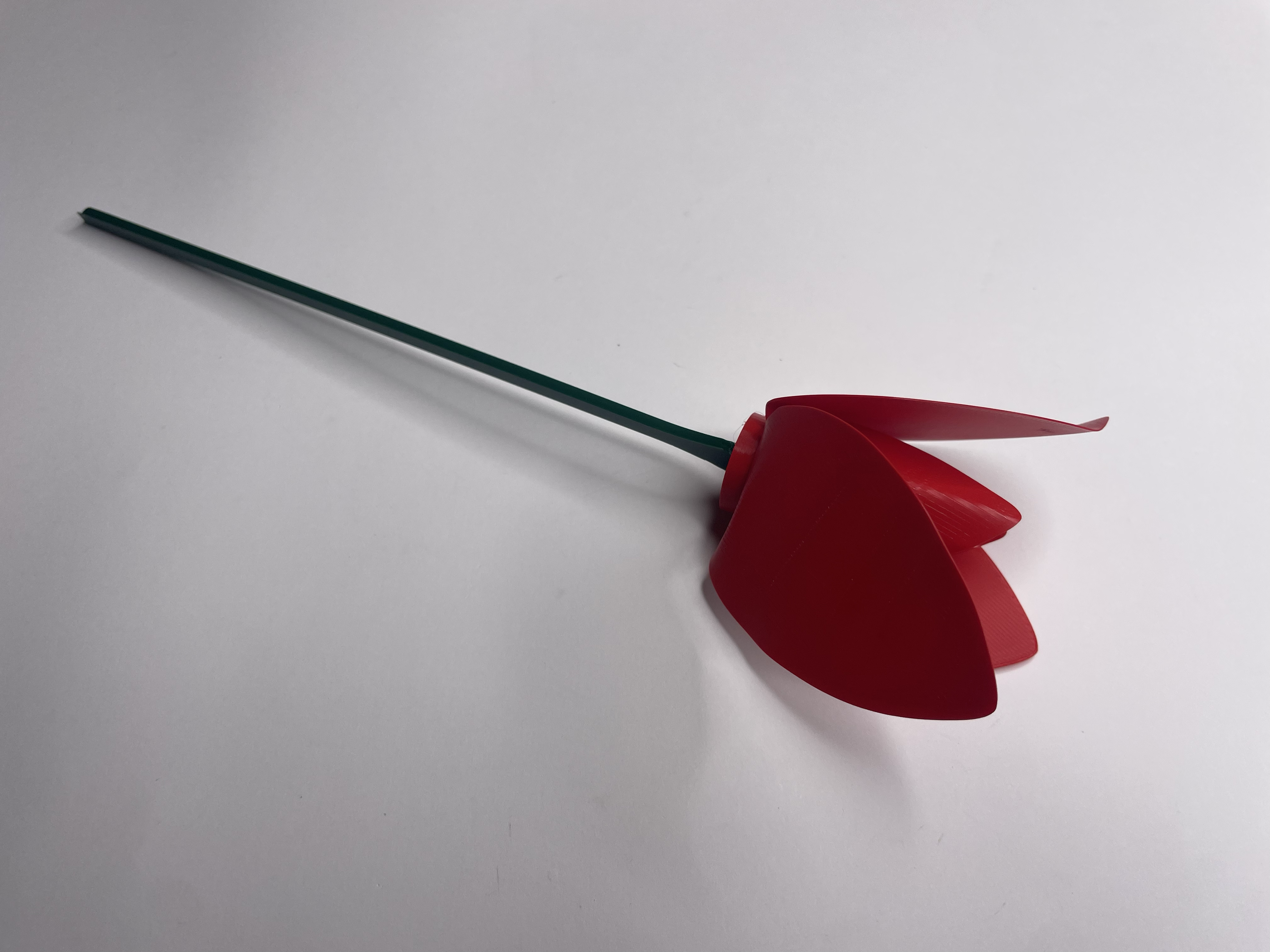Tulip — thumbnail 15