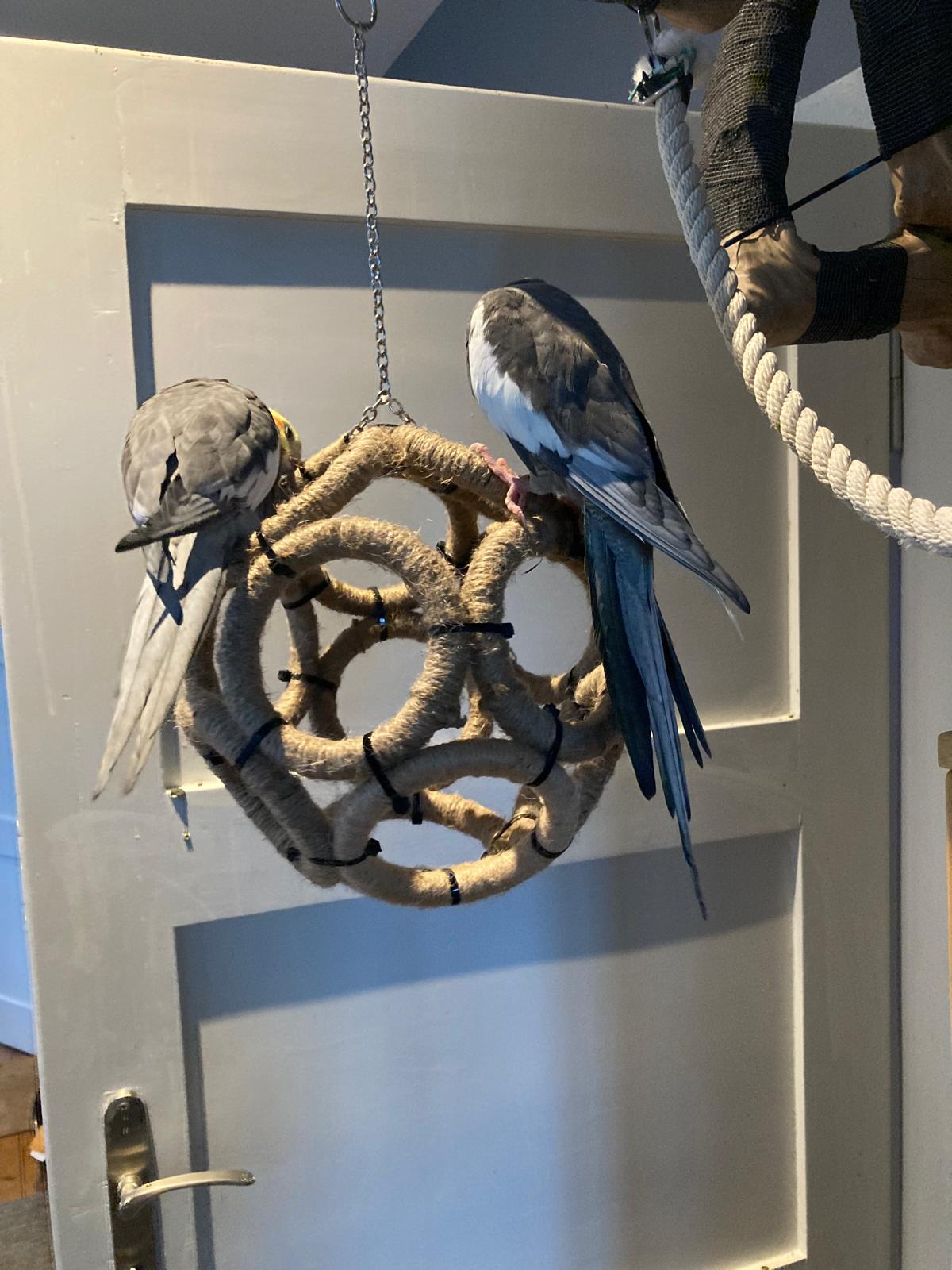 Vogelspielzeug / Cockatiel toy