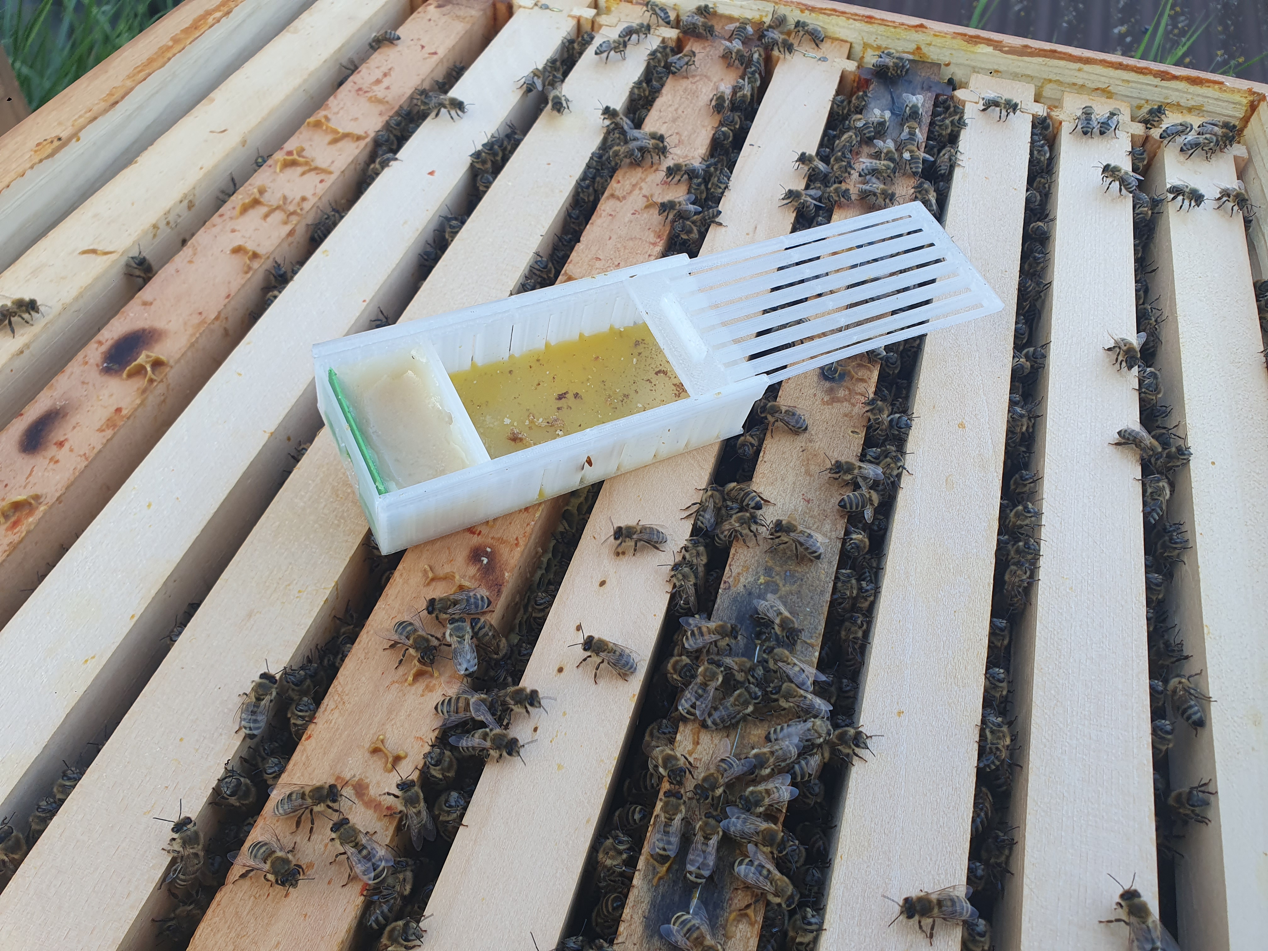bee queen box