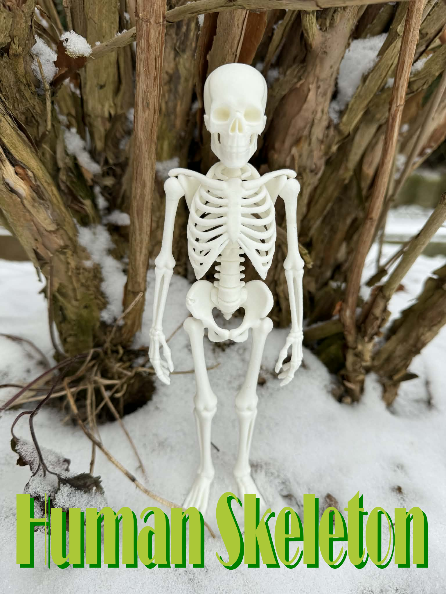 Miniatura 5 do modelo 3D Fully realistic Human Skeleton
