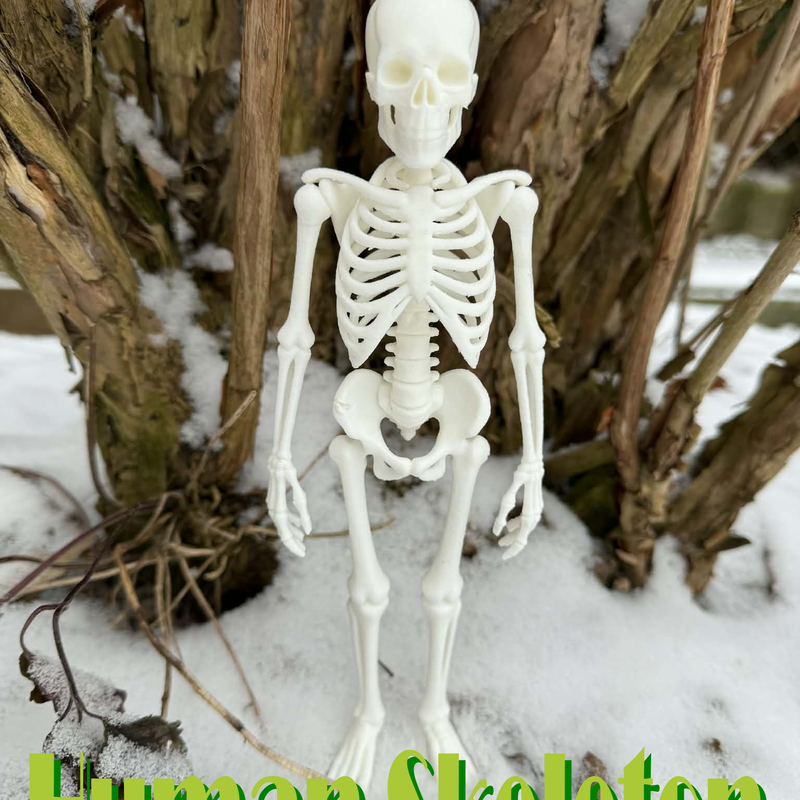 Fully realistic Human Skeleton by Ainon3Dtisk | Download free STL model ...