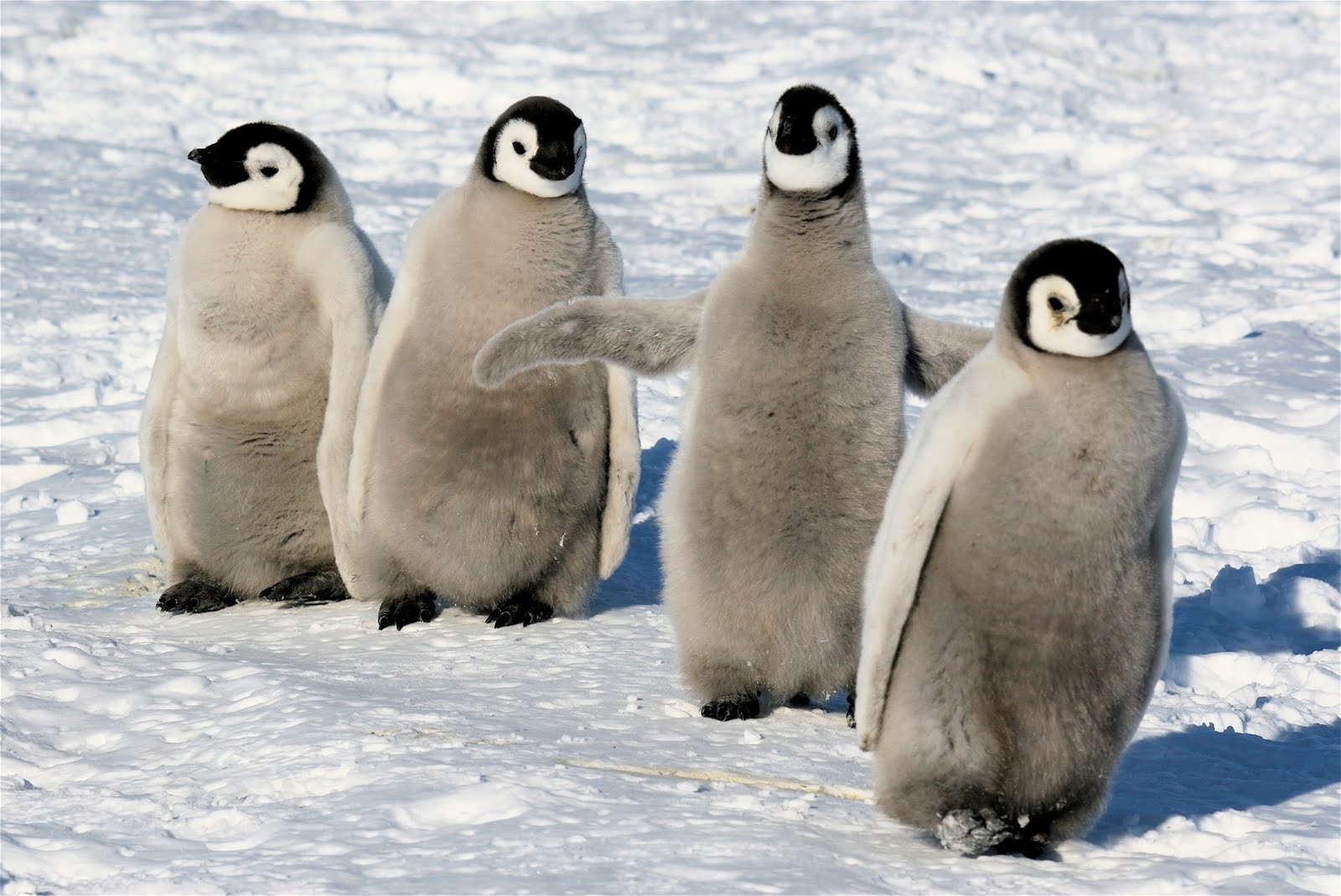 Penuin
