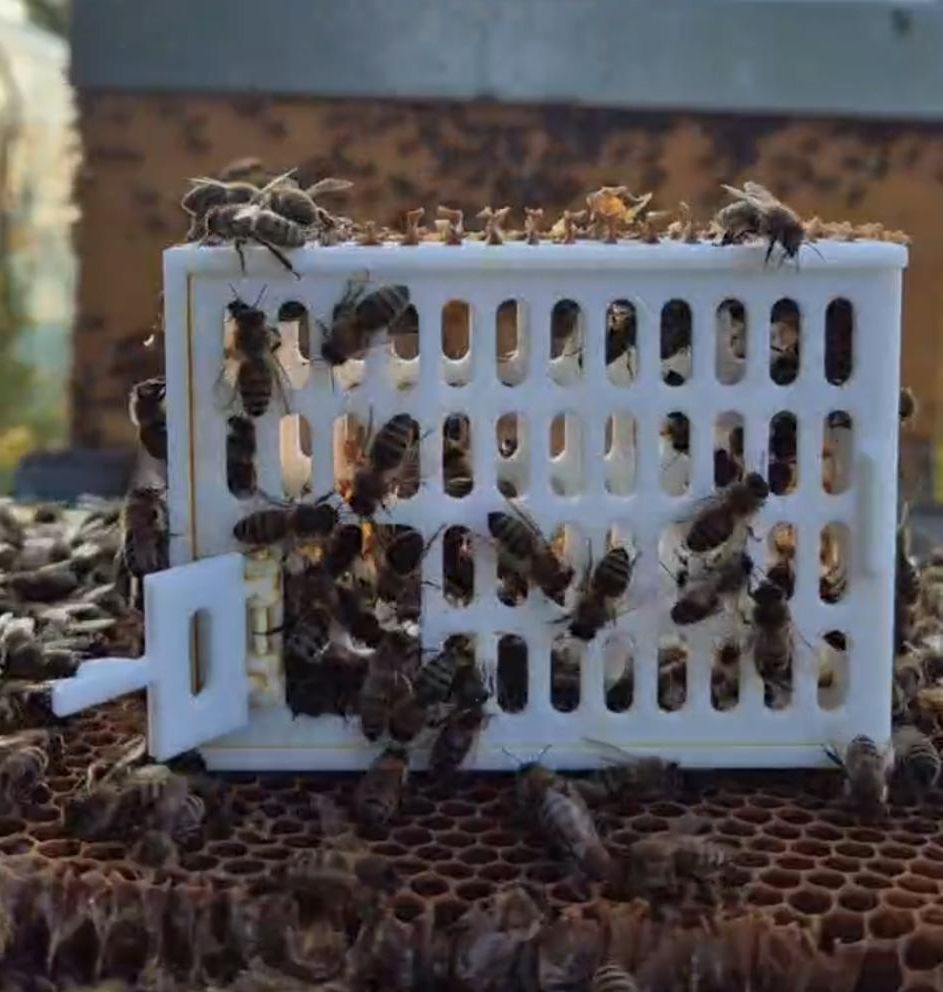 Cage for queen bee   -   Käfig für Bienenkönigin