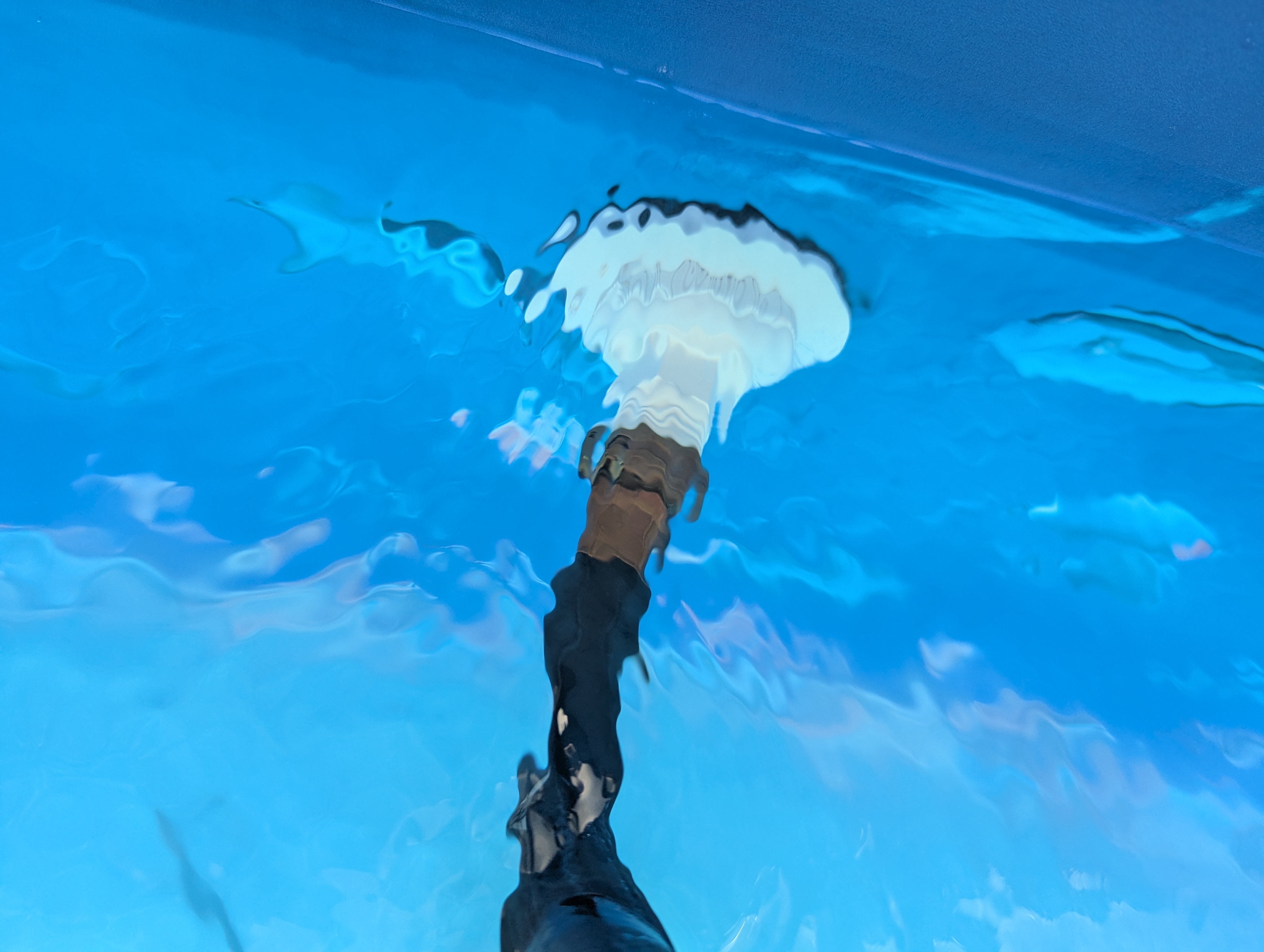 Garden Hose Pool Return Siphon