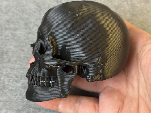 detailed Human skull