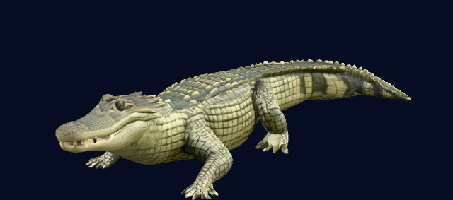 alligator