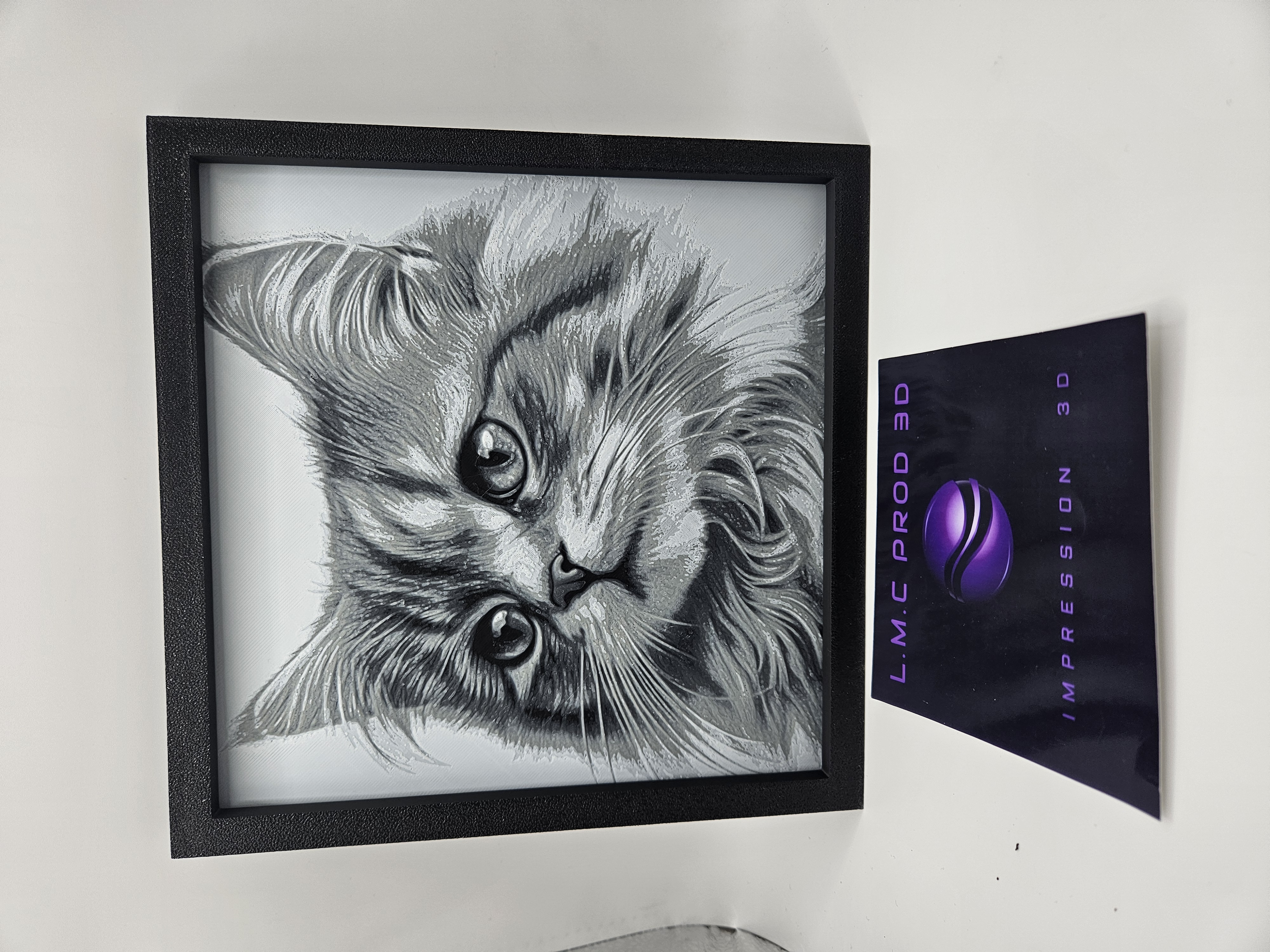 CHATON NOIR ET BLANC