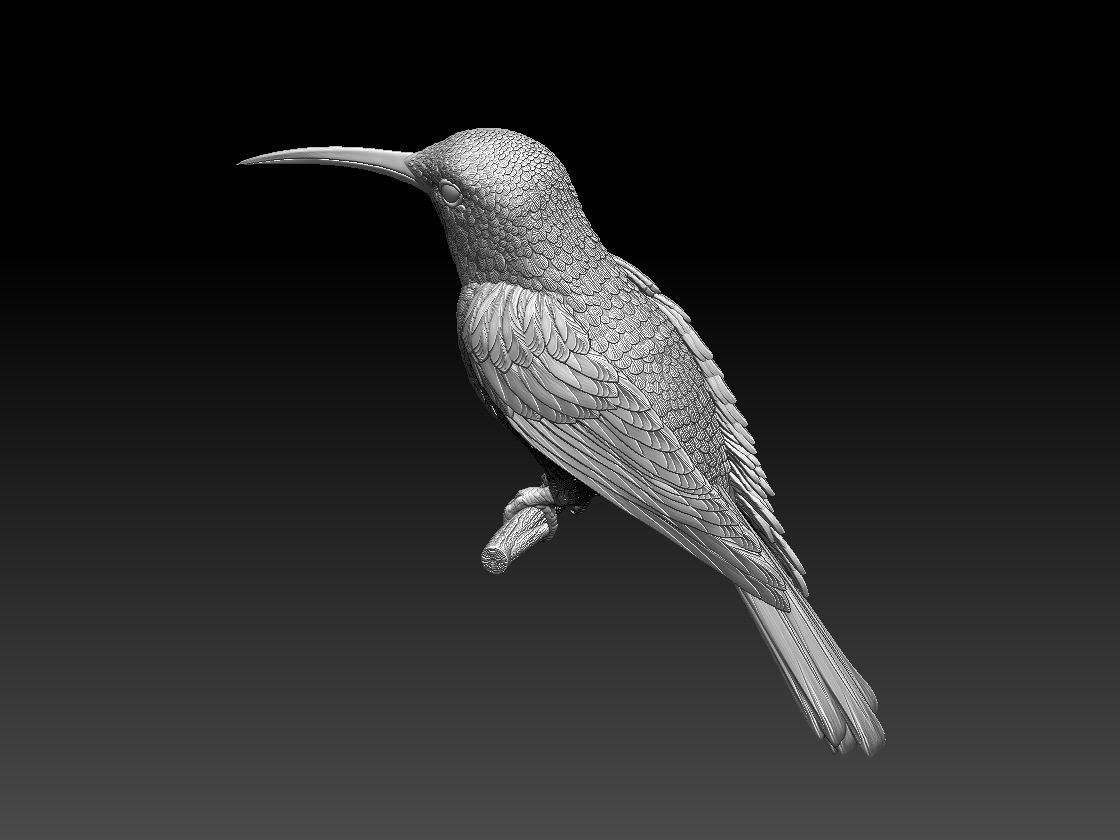 hummingbird — miniatura 4
