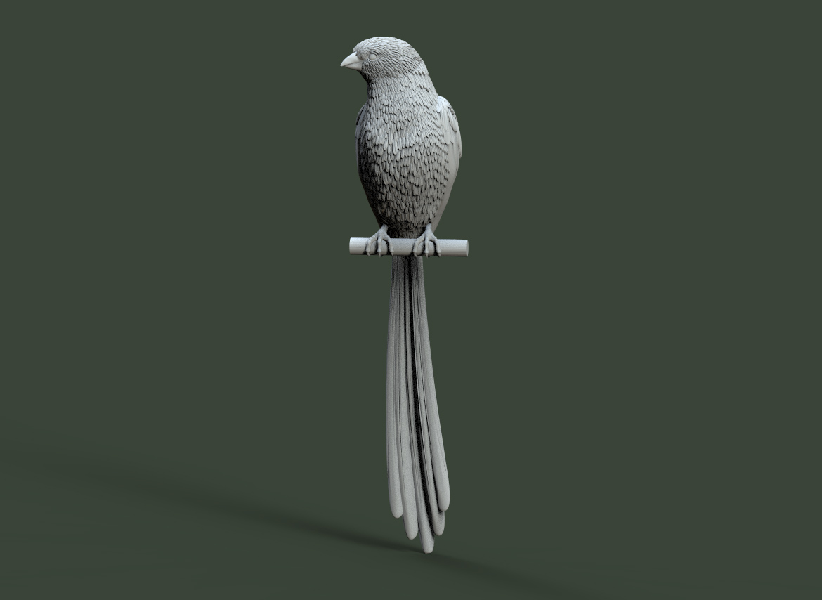 bird
