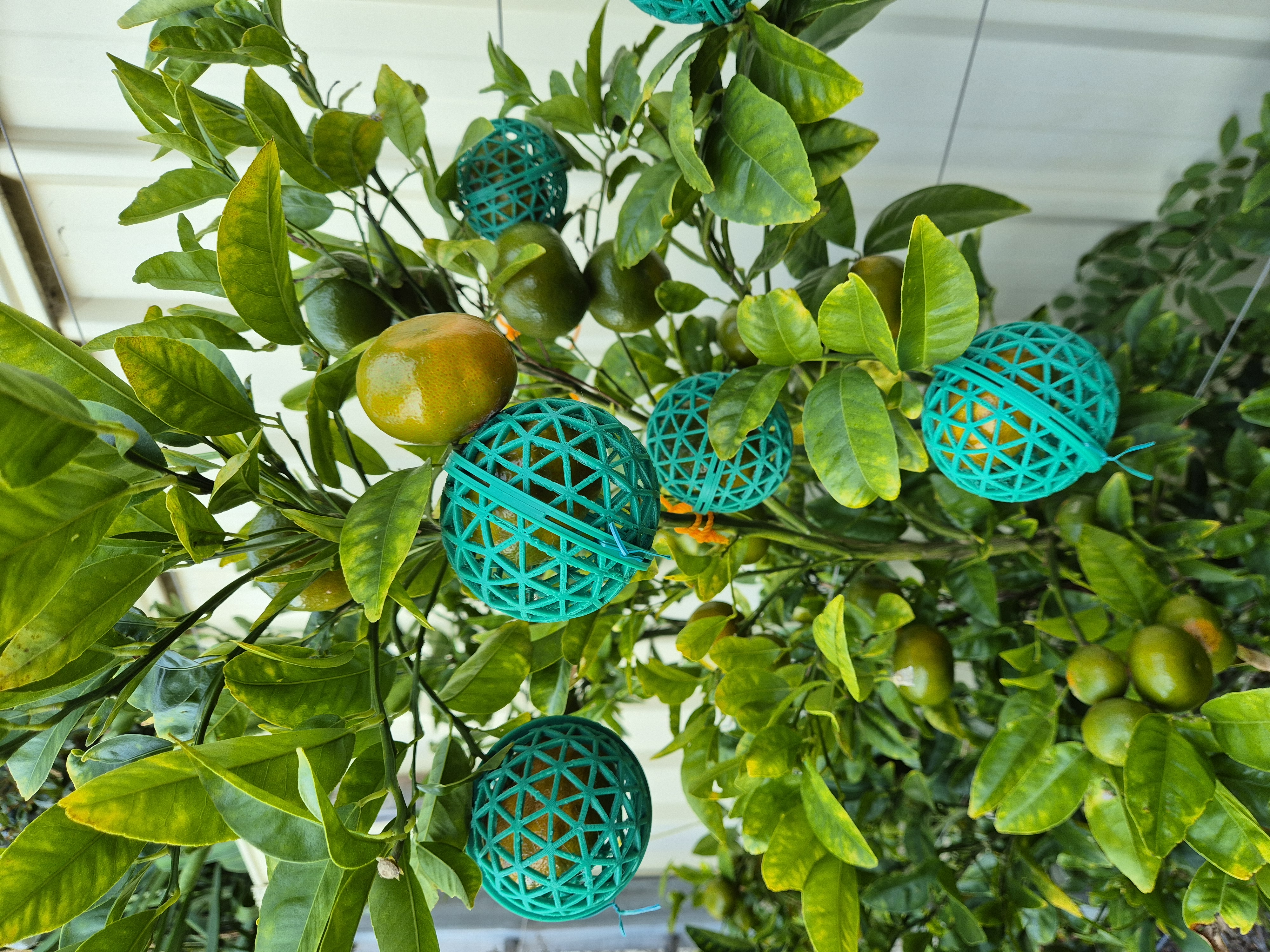 Reusable fruit protection cage