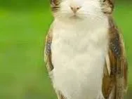 Meowl