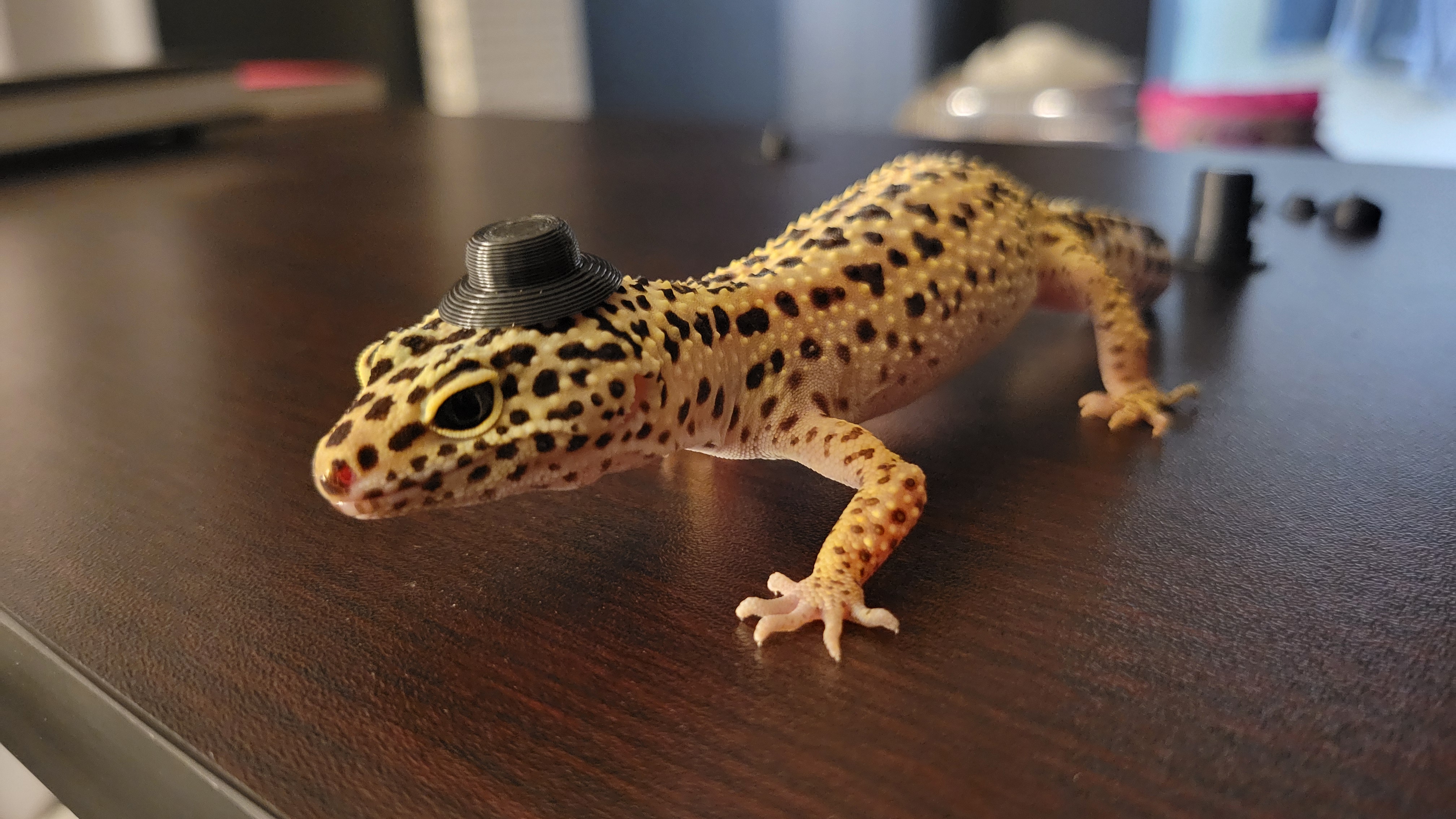 Reptile Hats!