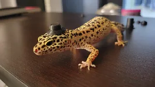 Reptile Hats!