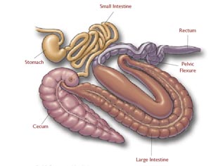 Miniatura 2 do modelo 3D Horse Digestive System model
