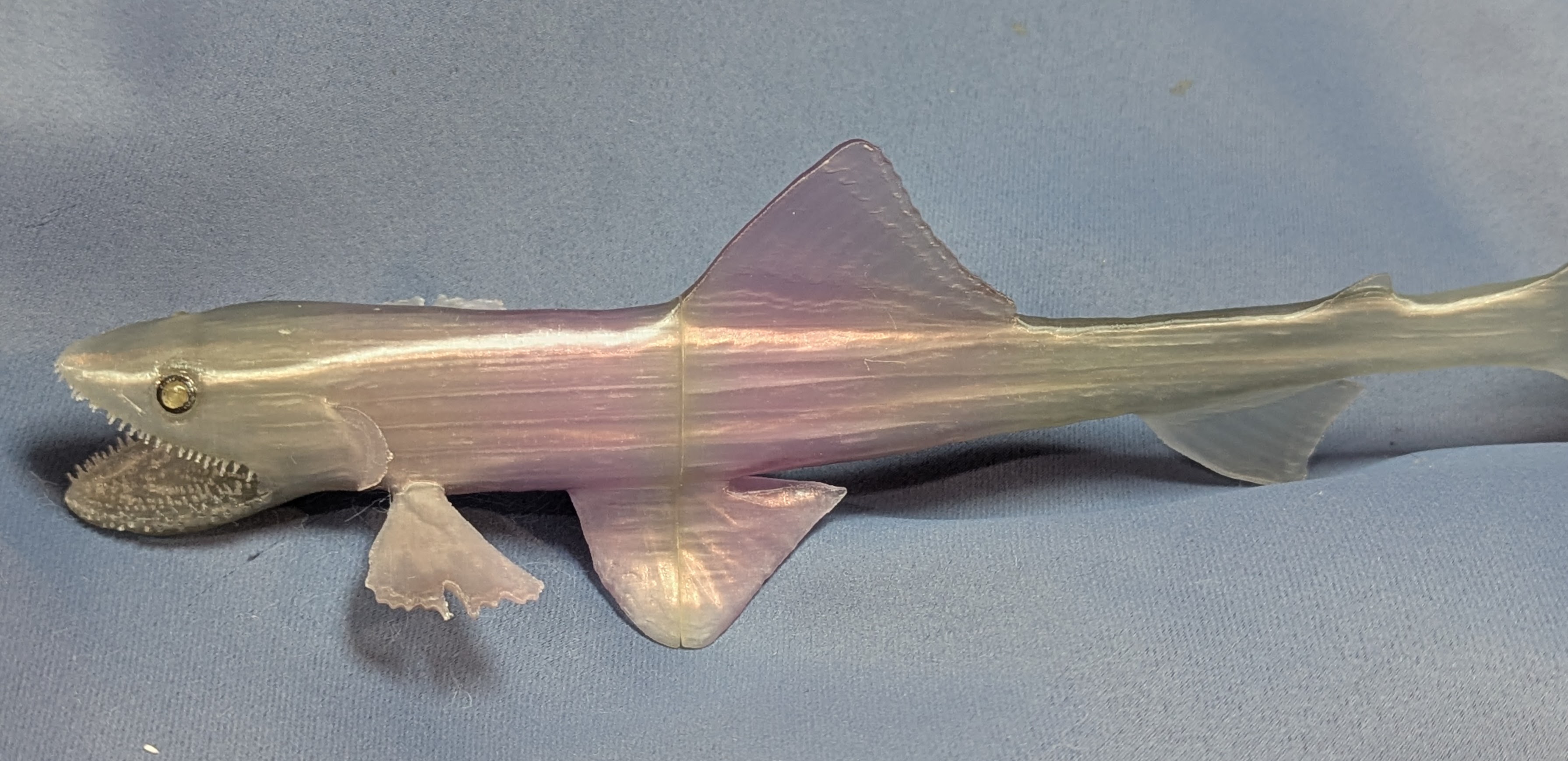 Deepsea Lizardfish, Bathysaurus ferox, redux