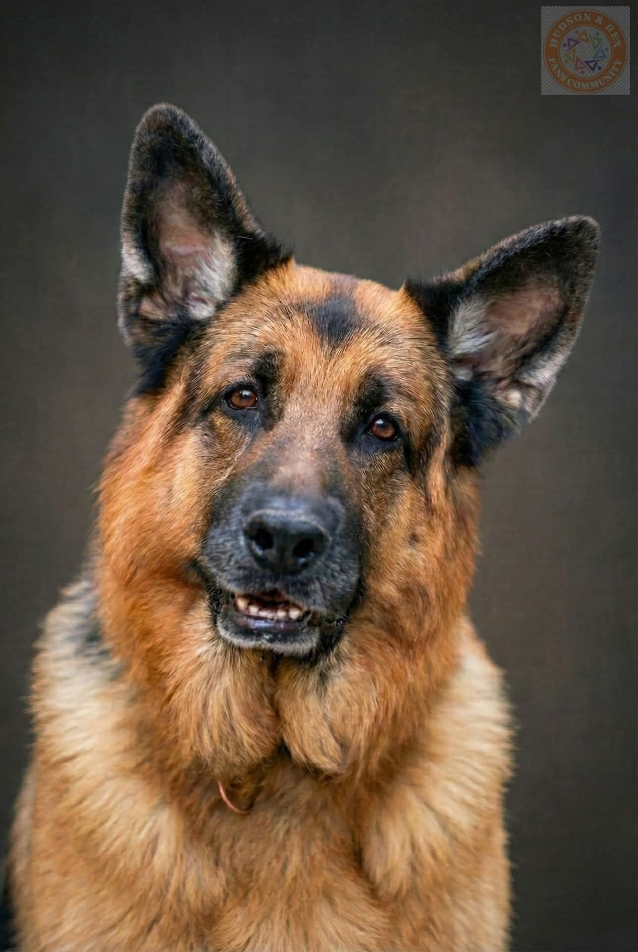 my dog