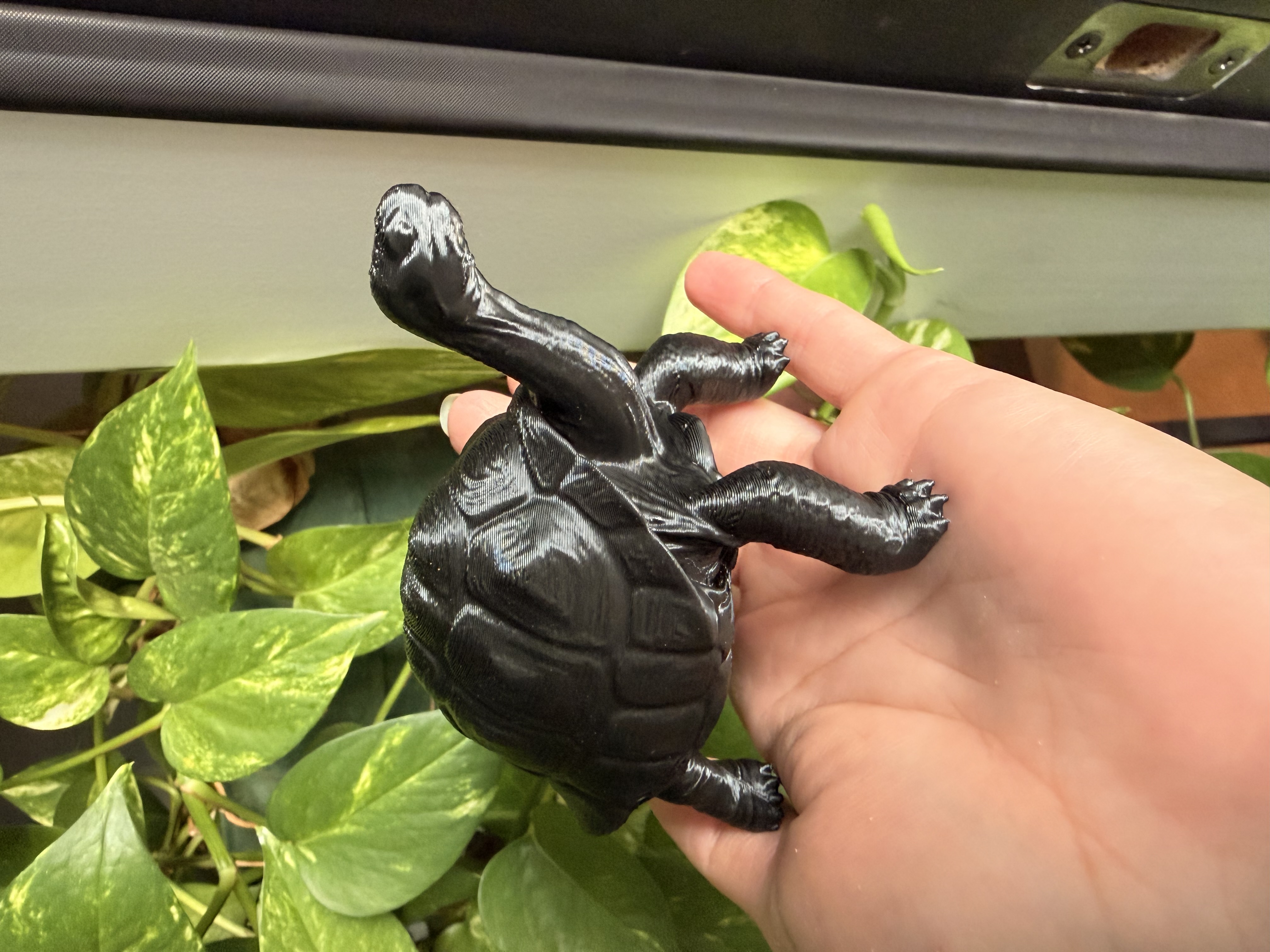 Galapagos Tortoise