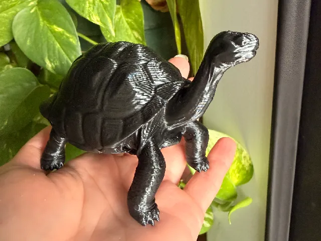 Galapagos Tortoise