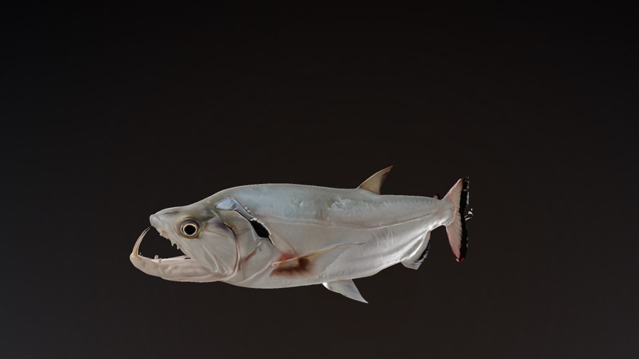 PAYARA FISH — thumbnail 2
