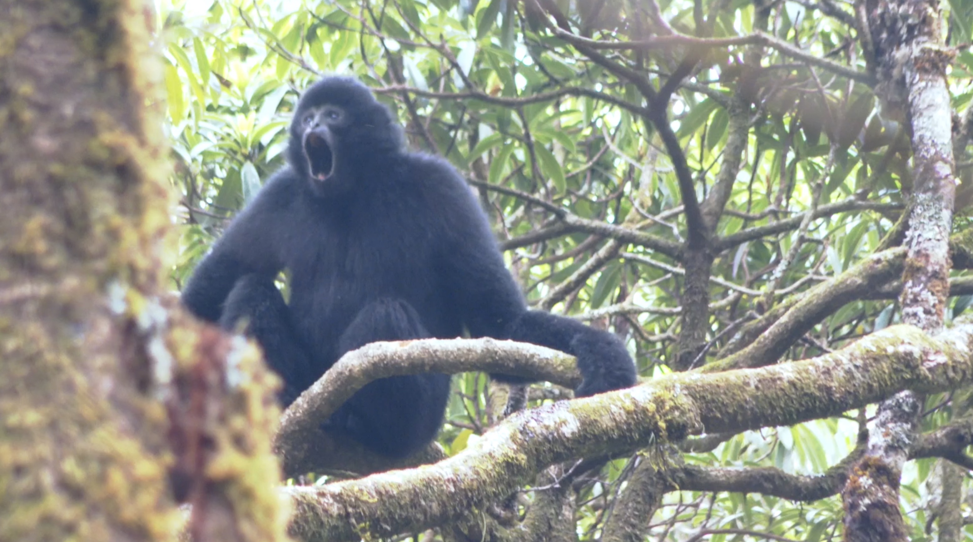 A text saying Baboon