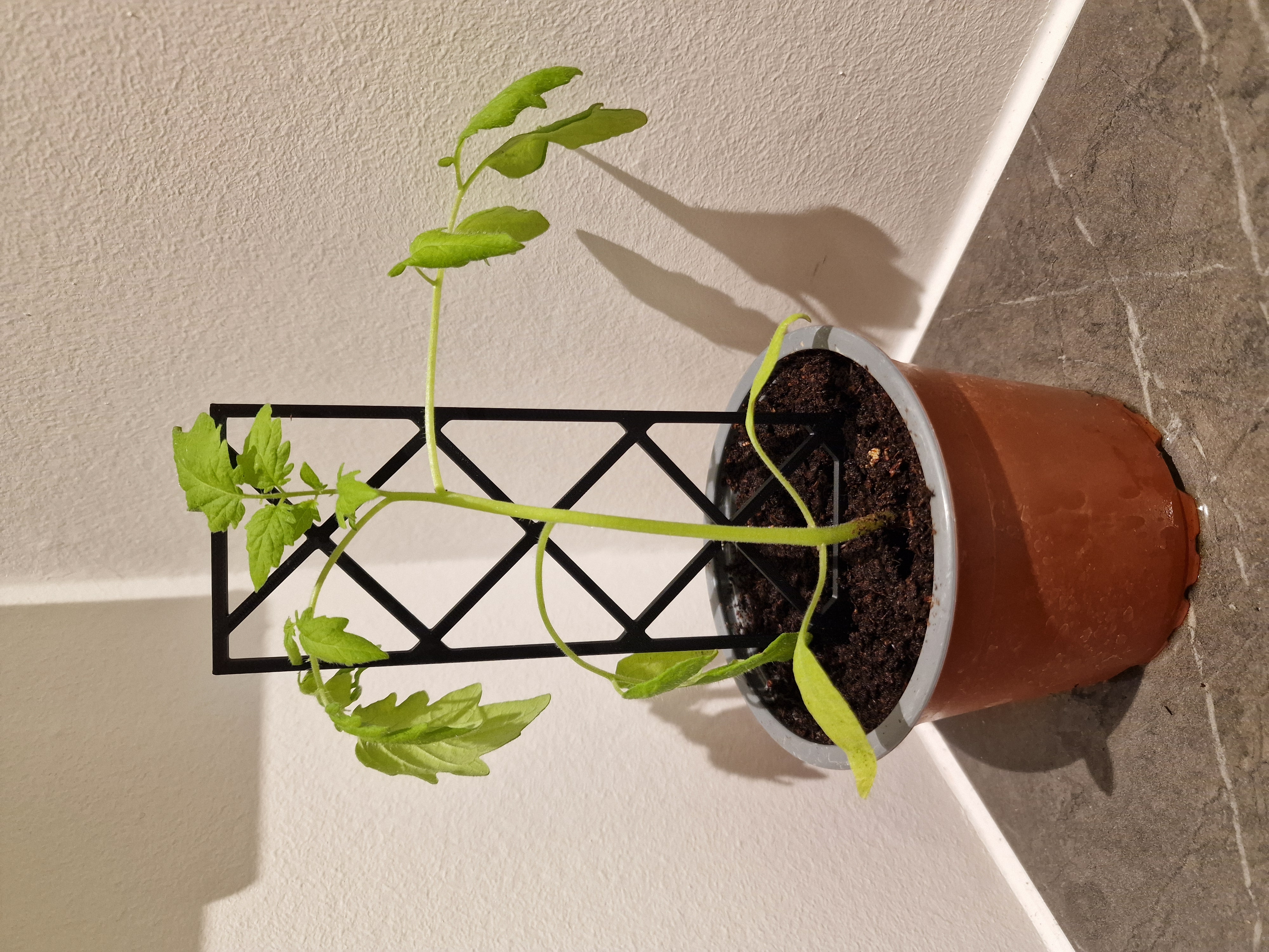 Plant holder square