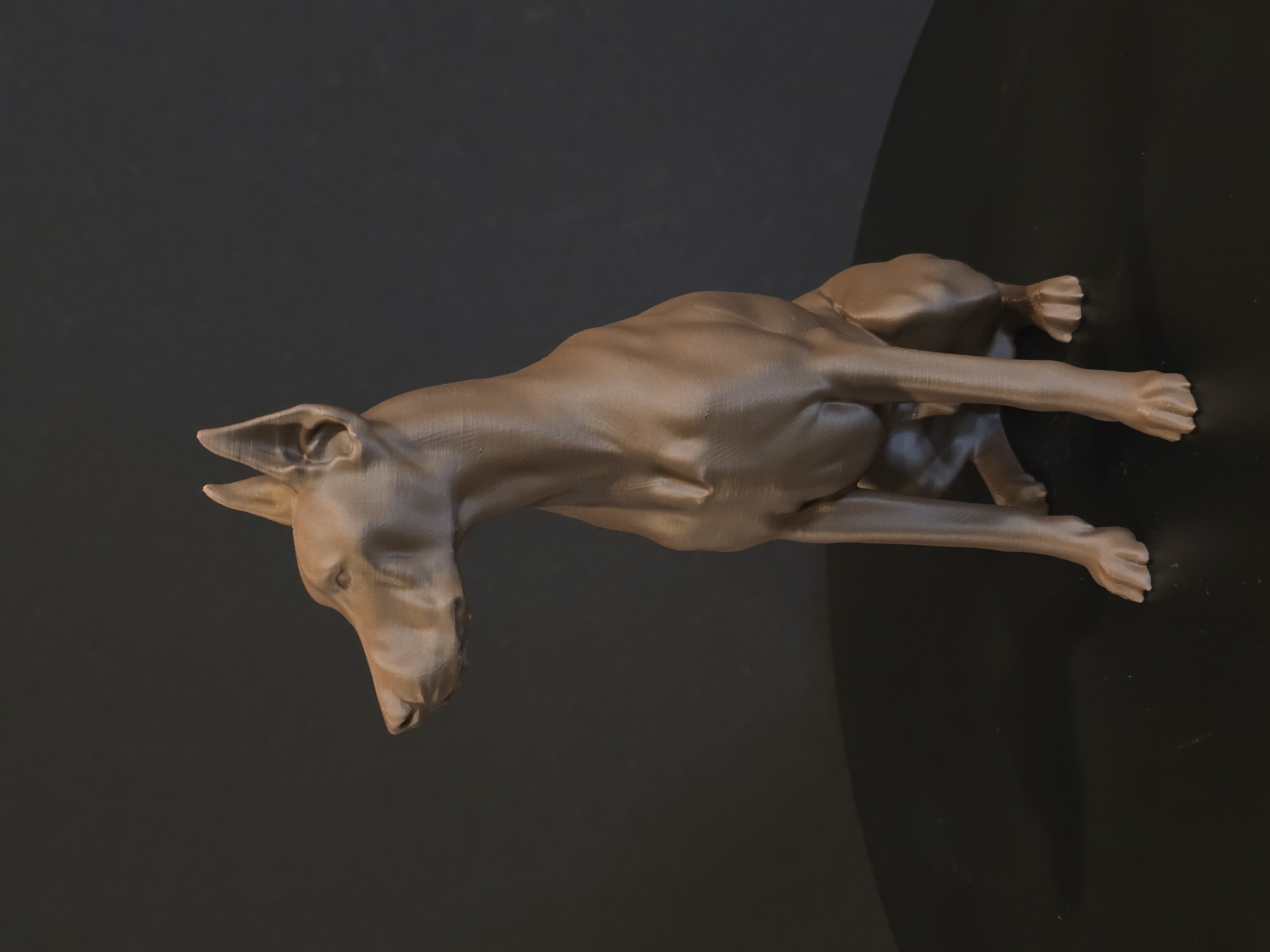 Doberman Pinscher