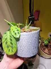 Hexagonal Planter