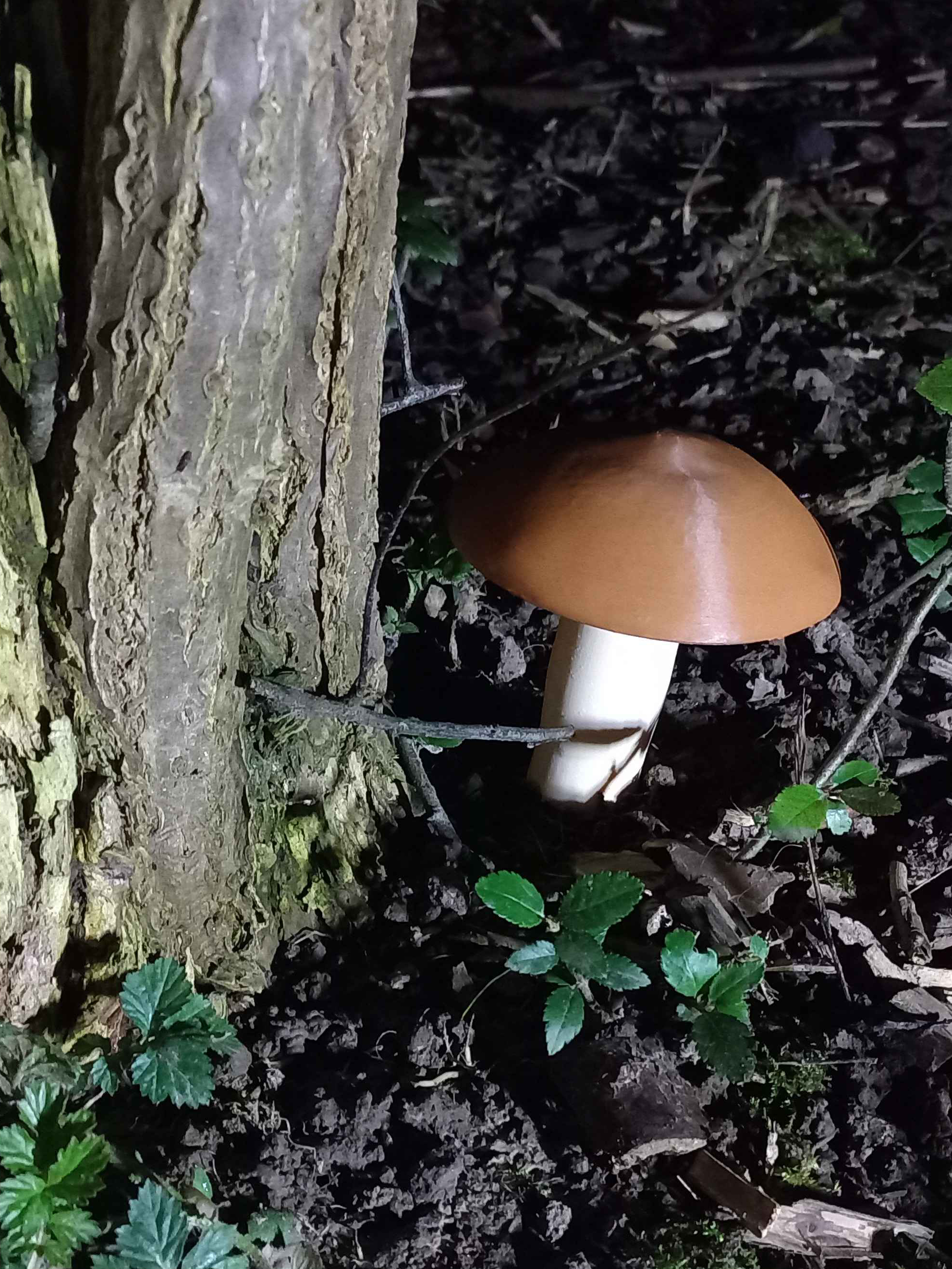 Mushroom Cache (fusion360) — miniatura 2