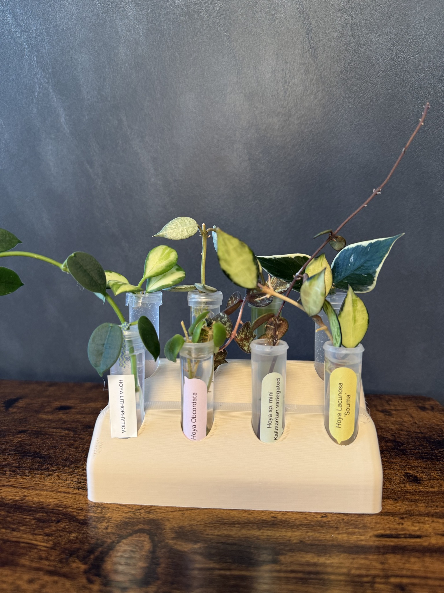 Plant Cuttings Propagation Tube Stand