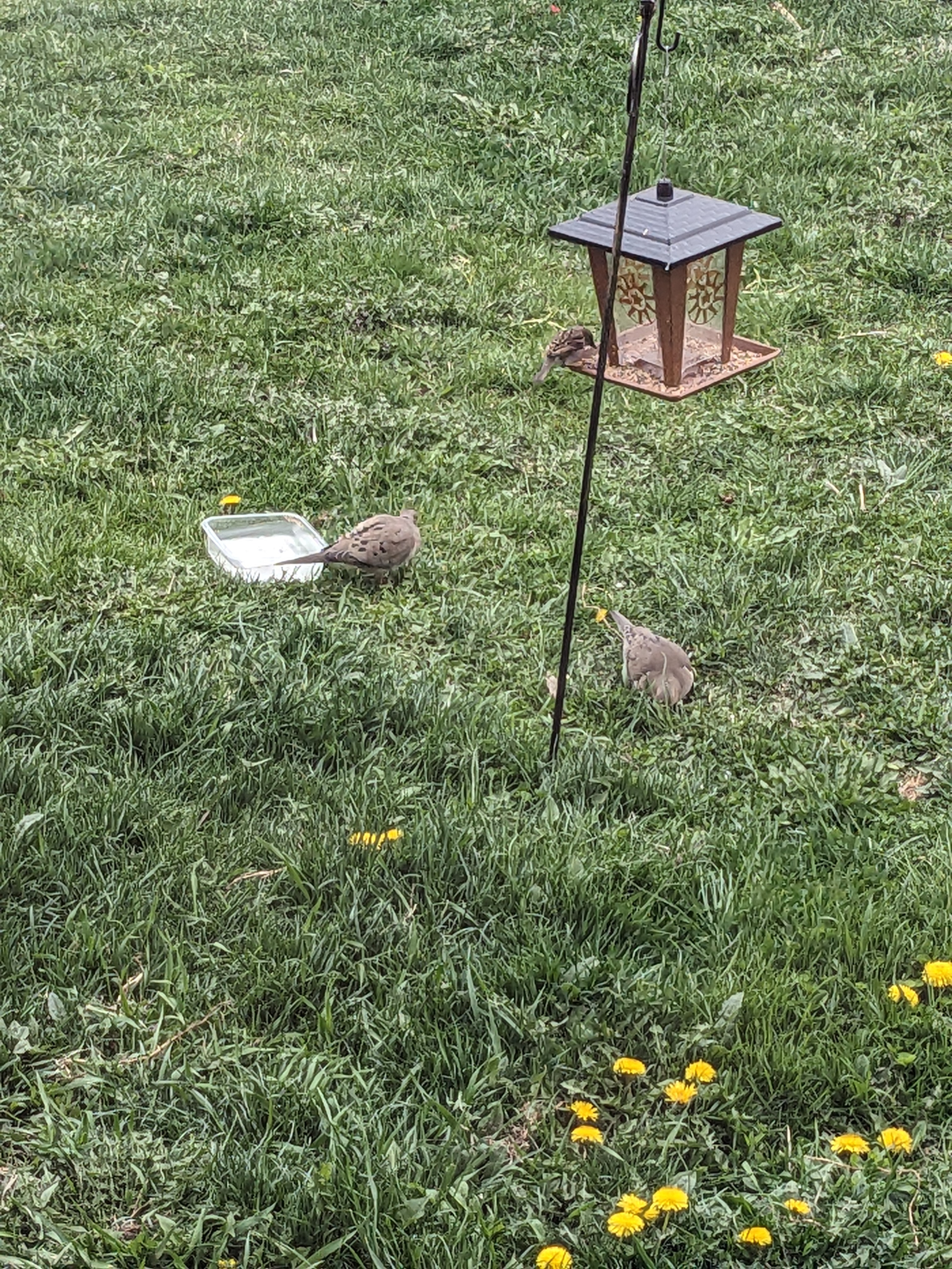 Treat feeder for birds