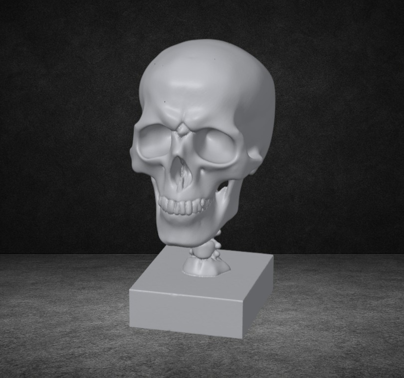 human skull