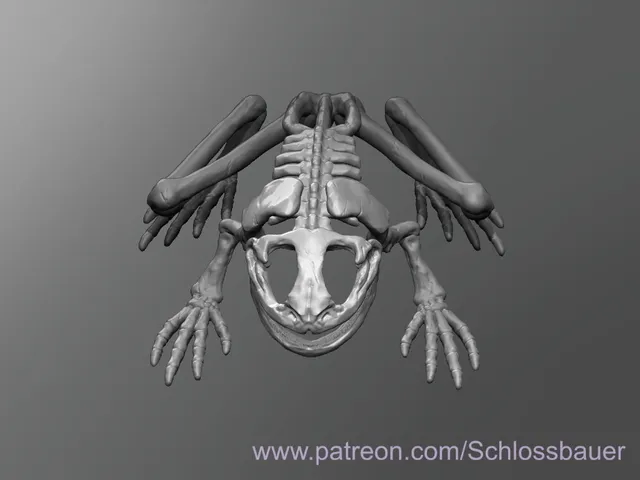 Frog Skeleton
