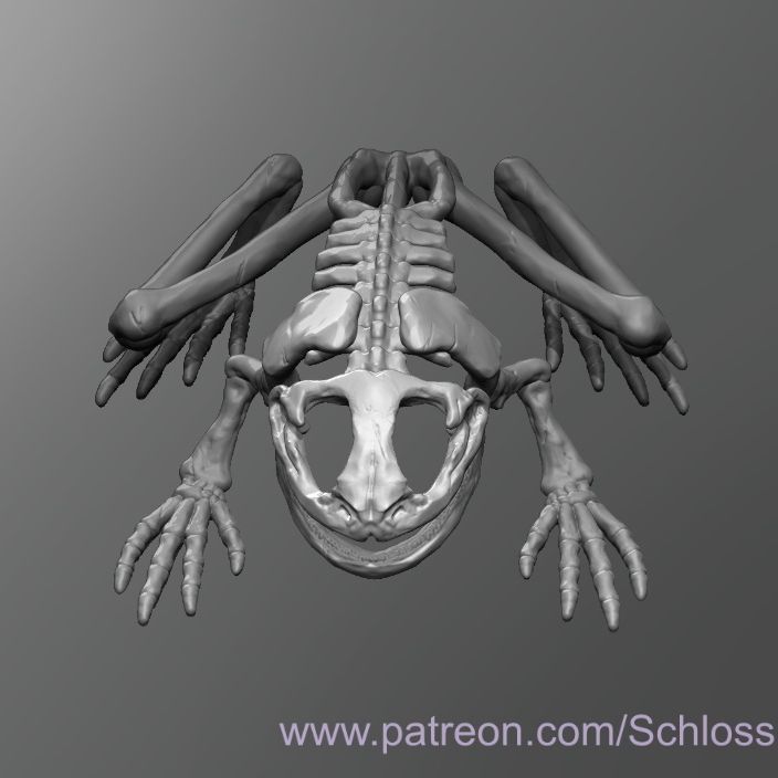 Frog Skeleton by Schlossbauer | Download free STL model | Printables.com