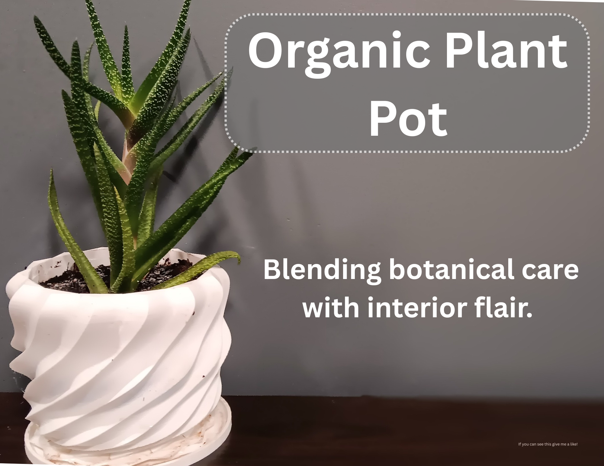 Plant Pot