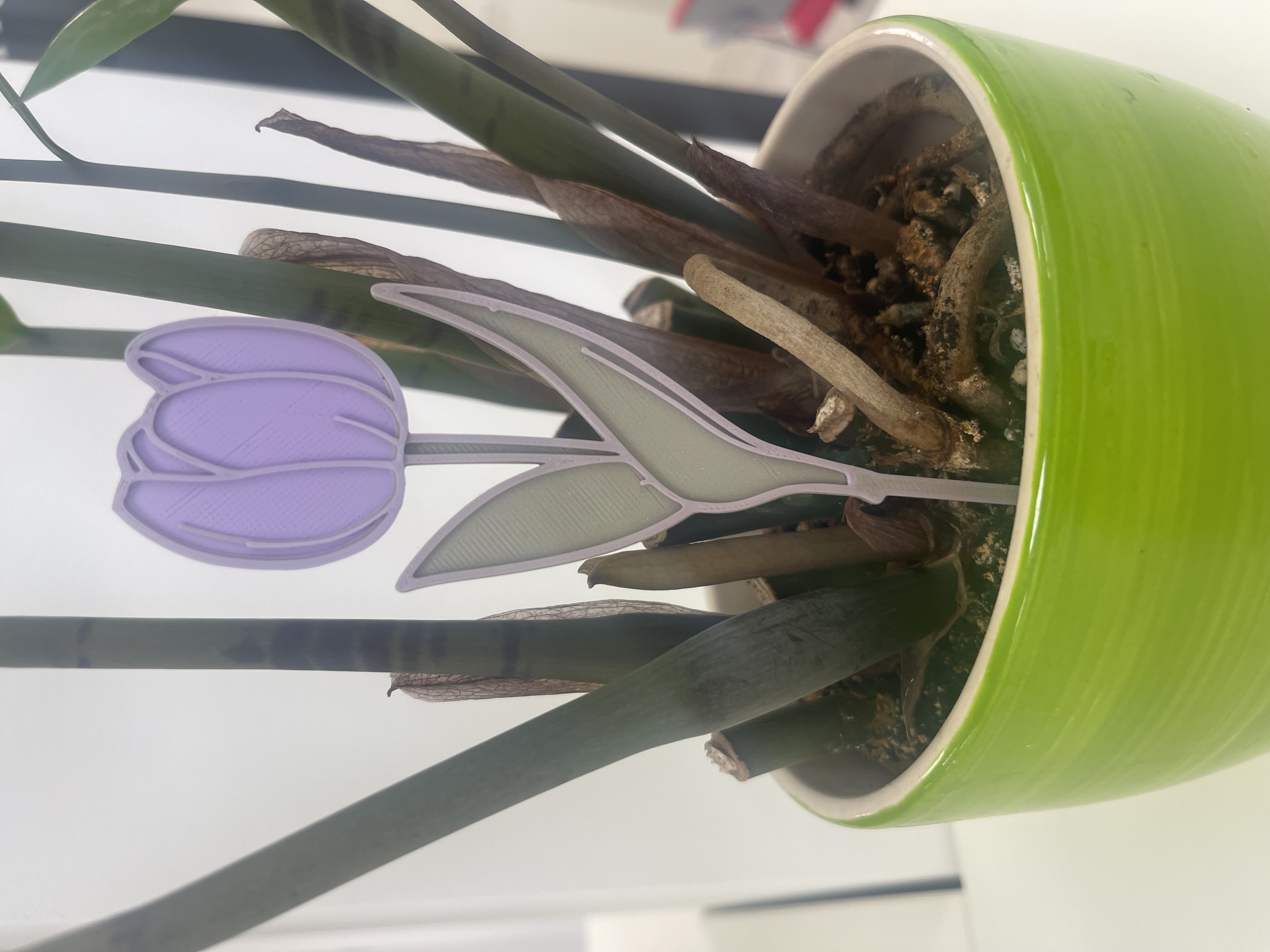 Tulip — thumbnail 3