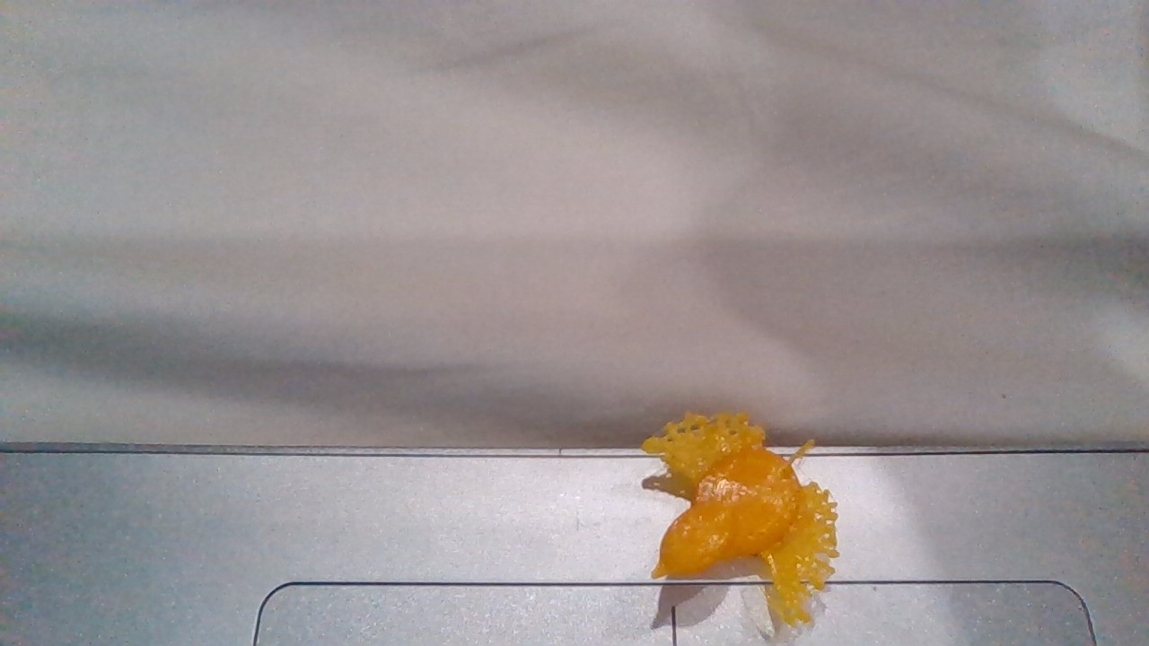 Tiny terrarium chicken.