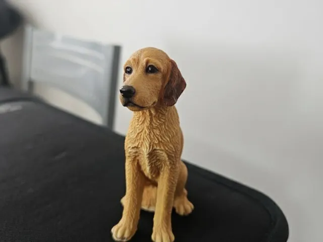 Labradoodle