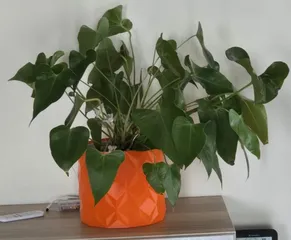 Übertopf groß