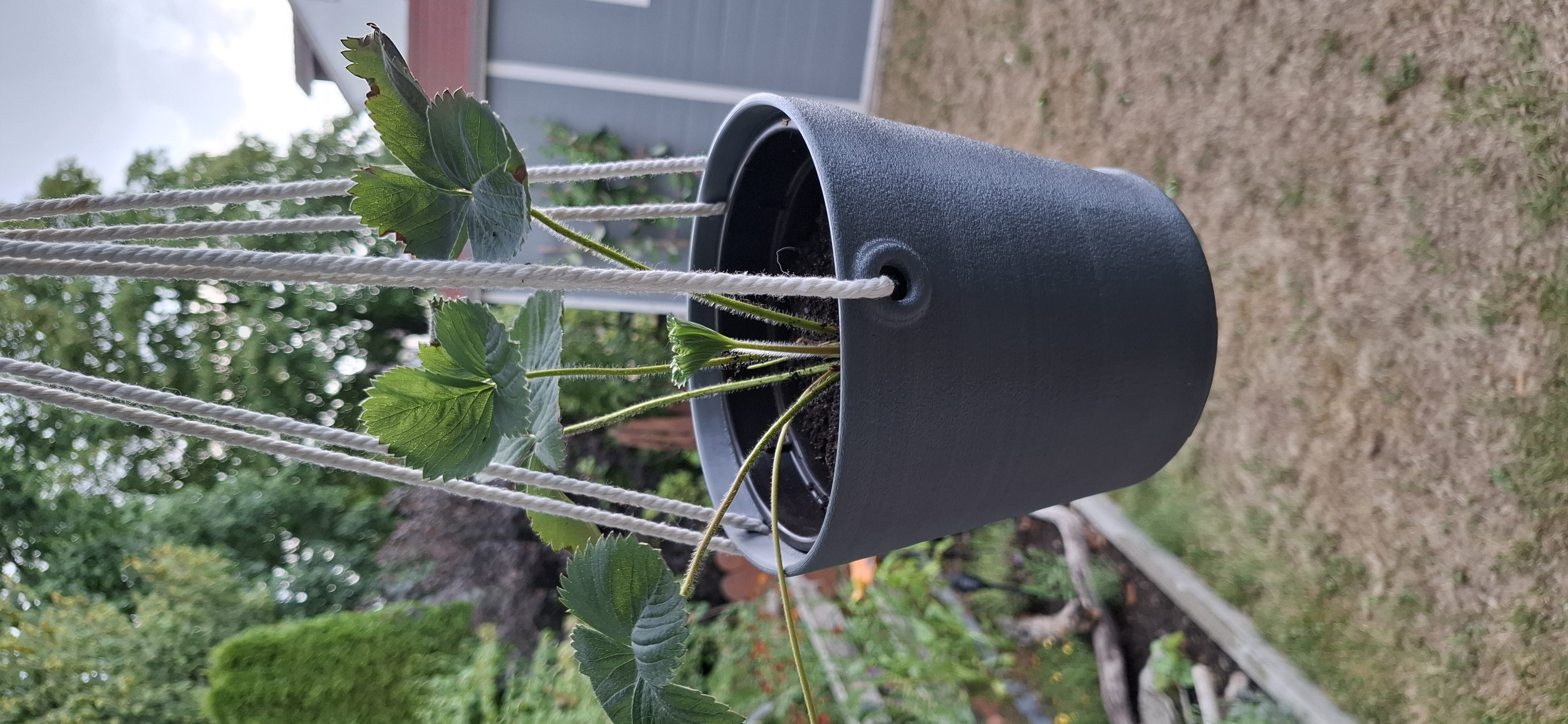 Hanging flower basket